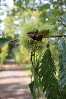Castanea sativa 'Asplenifolia' - kaštanovník jedlý - plod